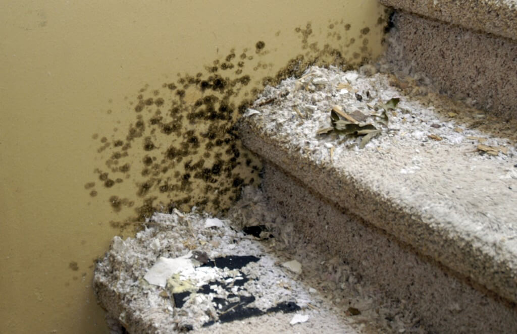 Mold in the home: how big a health problem is it?